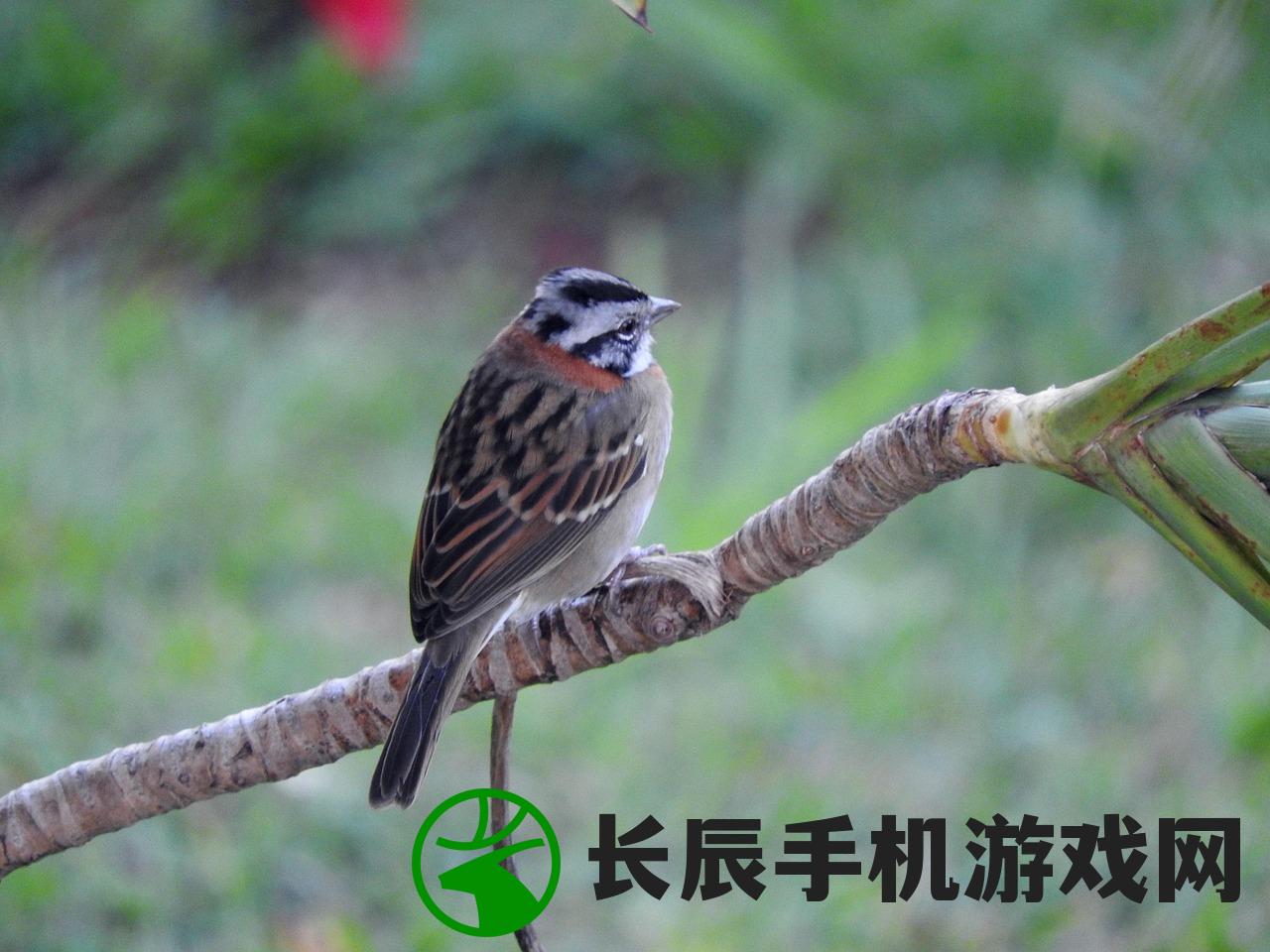 (历届王者荣耀冠军是谁)历届王者荣耀冠军之路，荣耀背后的故事与历程