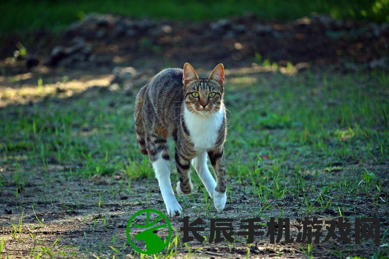 (灵猫传游戏怎么样)灵猫传现在还能玩吗，游戏运营状态与玩家体验探讨