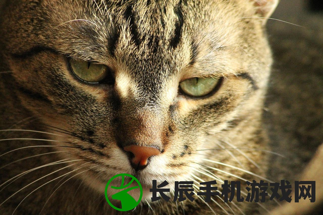 (我家猫咪开挂了免费全文阅读)我家猫开设的修仙中心，人气飙升与神秘体验