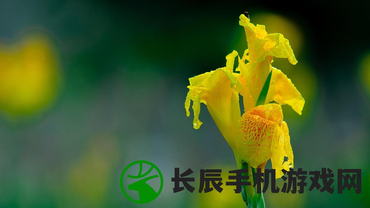 (史小坑的花前月下攻略详解)史小坑的花前月下攻略大全，探索浪漫之旅的秘诀