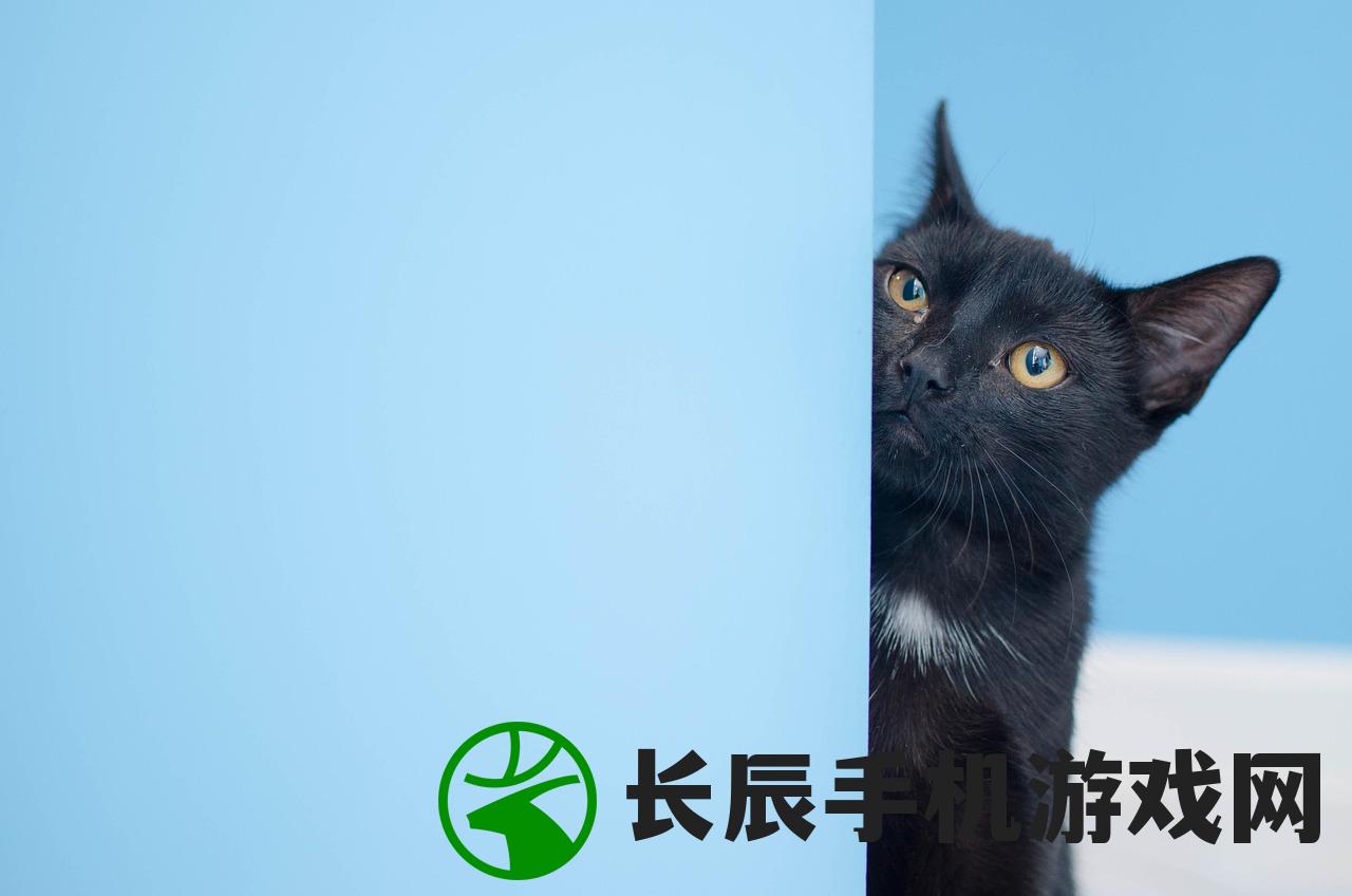 (小峰小志的猫咪小院抖音)小峰小志的猫咪小院，人与猫的温馨乐园