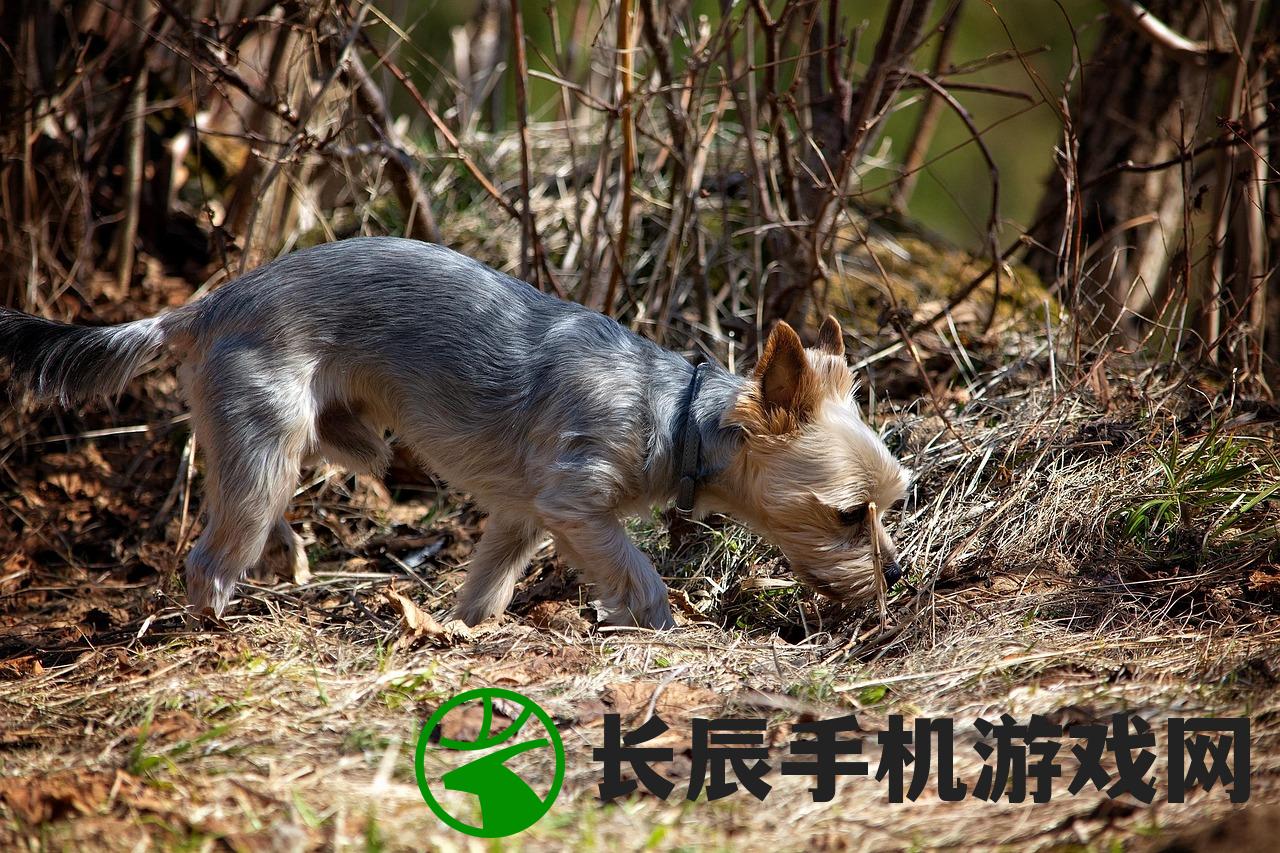 (神奇萌宠进化)神奇的萌宠，探索宠物世界的奇幻魅力