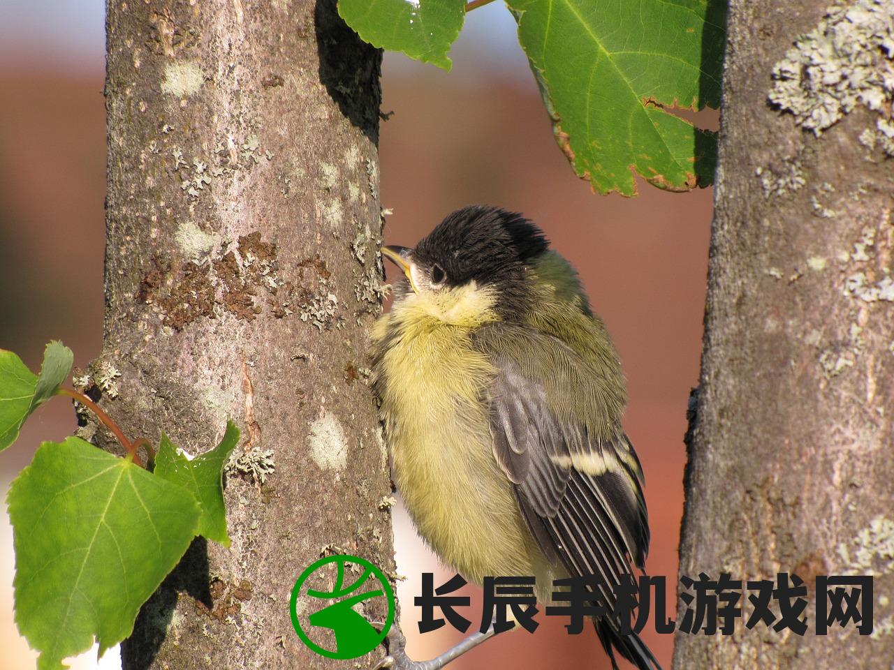 探寻丛林鸟的种类和生活习性，揭秘它们在自然界的神秘生态地位