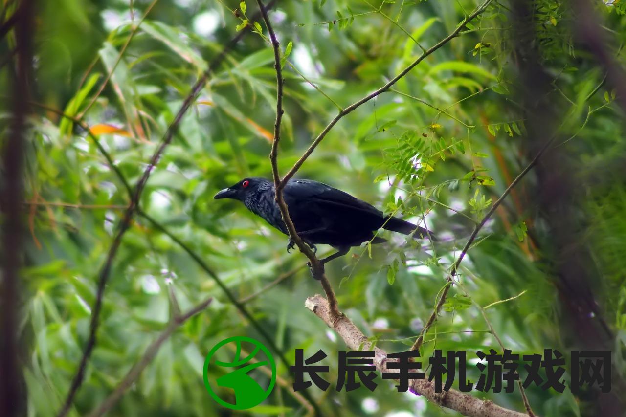 探寻丛林鸟的种类和生活习性，揭秘它们在自然界的神秘生态地位