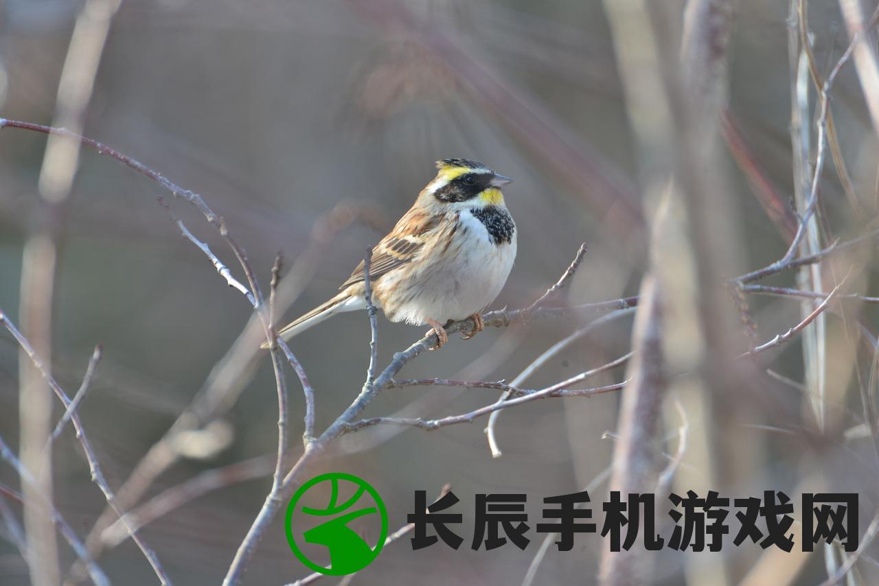 探寻丛林鸟的种类和生活习性，揭秘它们在自然界的神秘生态地位