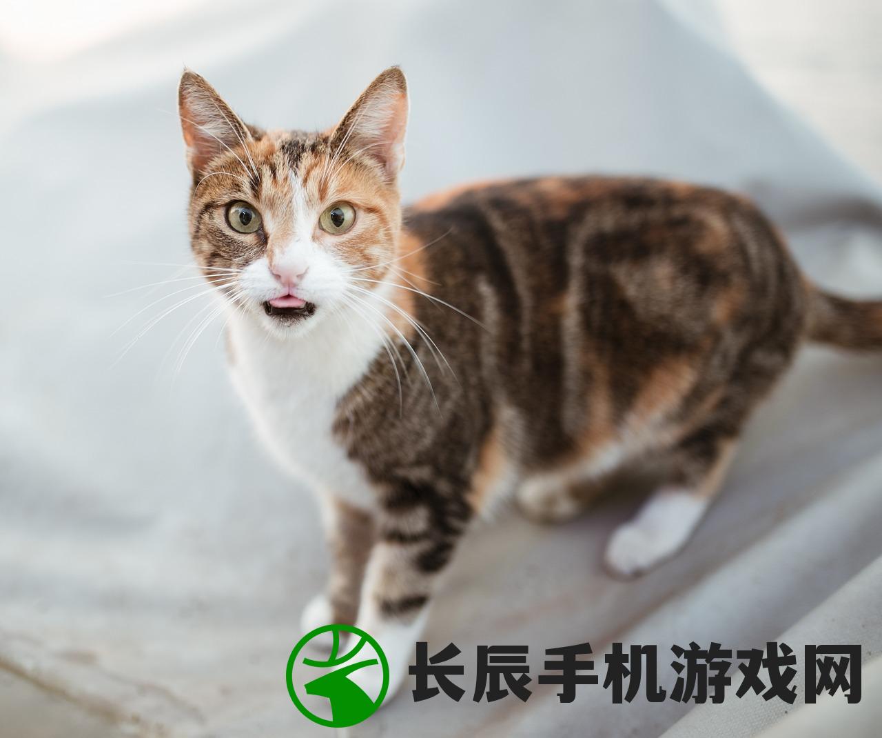 猫语咖啡无限金币钻石版下载：畅享无限金币钻石，尽情畅游猫语世界