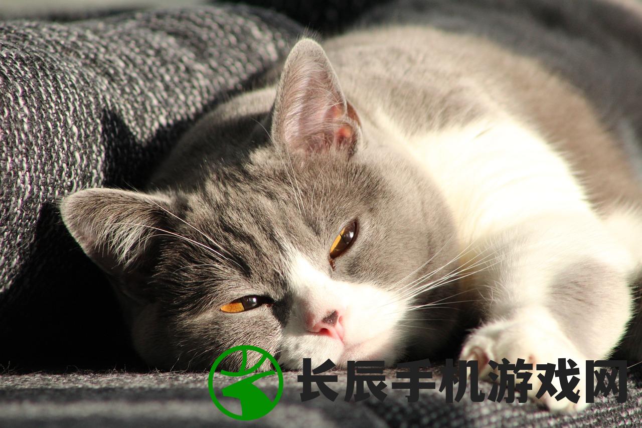 开猫咖店需要准备什么？打造猫咪天堂，让顾客从猫中找到快乐。