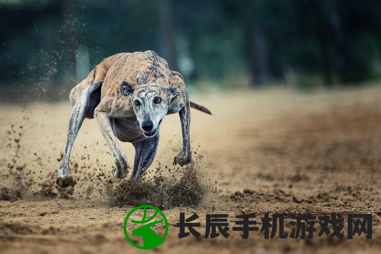 (细犬视频)怎么打开细狗视频免费版网页版？操作简易易懂指南