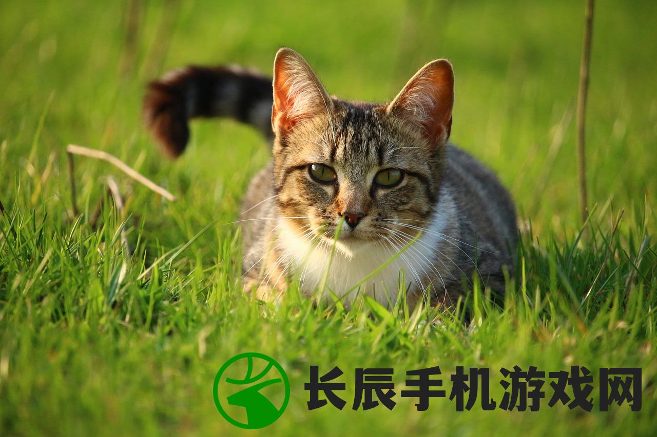 免费下载！猫咖啡店免费版咖啡店APP，让你随时享受猫乐园的快乐。